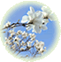 園の花